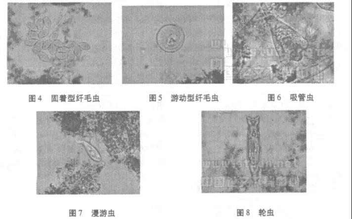 活性污泥中毒的原因及控制調(diào)節(jié)-